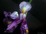 unknow artist Realistic Orchid Germany oil painting art